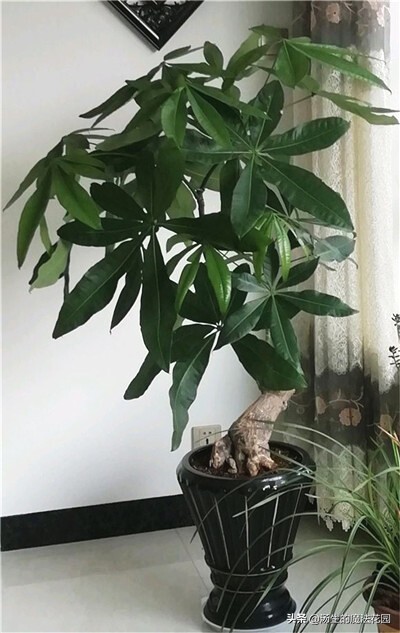 发财树不能种太深,发财树养得不壮寓意