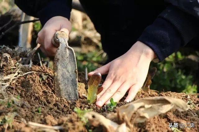 相识27天七夕闪婚完整版,相识15天闪婚成功案例