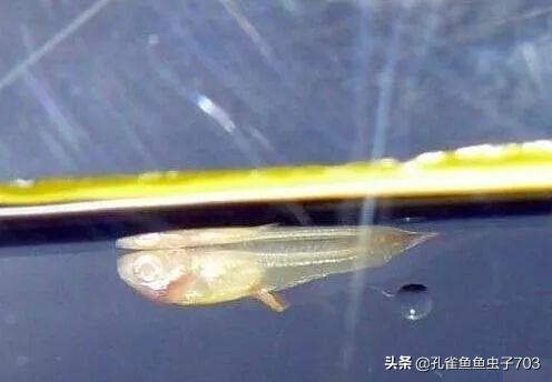 孔雀鱼会传染什么疾病,孔雀鱼常见疾病与原因