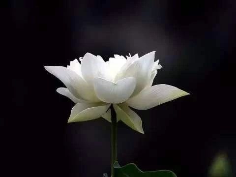 上二支香代表什么意思,8支香代表什么意思