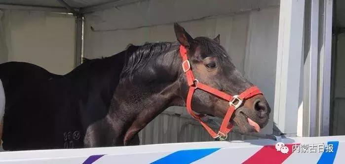 汗血宝马马术表演,汗血宝马蒙古马赛跑