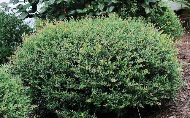 干货分享种植小技巧,混合花境设计与种植建议