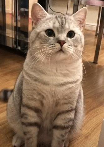 多次挑衅让猫气急败坏，然后说猫没良心，这样的人也配养猫？