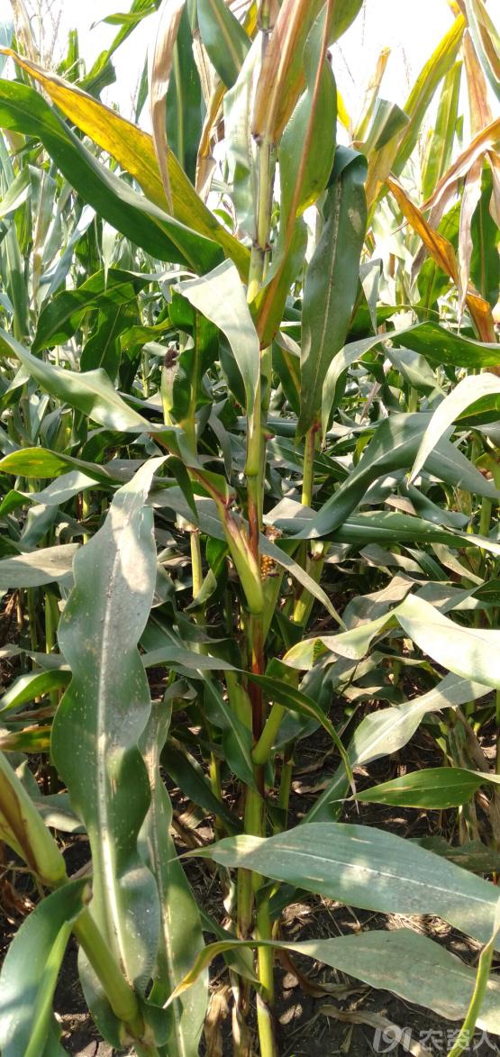 河南适合种植高产玉米,玉米高产高效种植技术