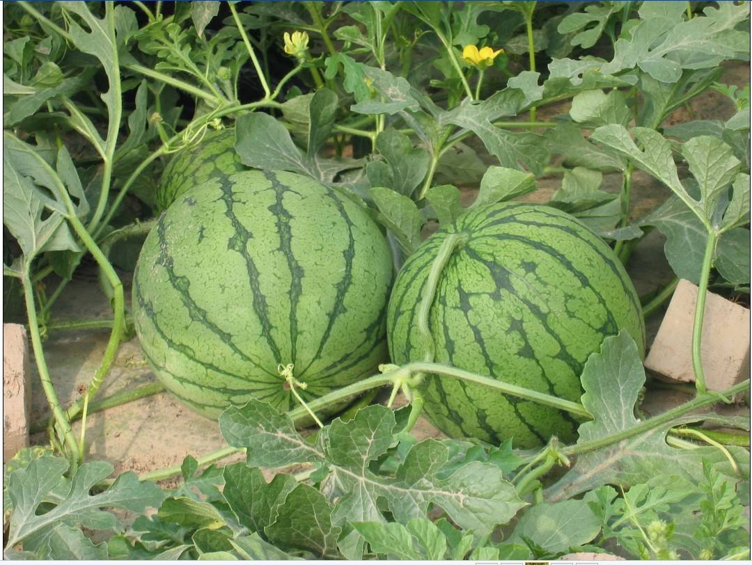吃西瓜的方式辨别性格,种植西瓜怎样判断是否成熟