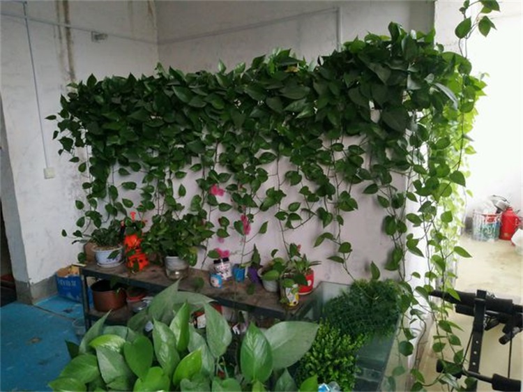 绿萝怎么修剪才能长成瀑布,绿萝浇水时加点它轻松养成绿瀑布