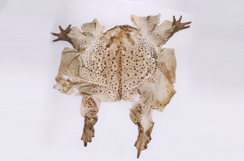 被民间认为是“五毒”之一，外皮价值高，现仅靠养殖才能供应