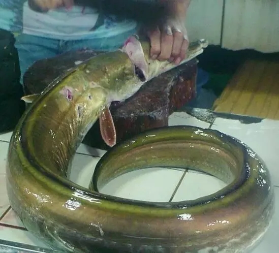 史上最全海鲜视频,史上最全海鲜贝类大全