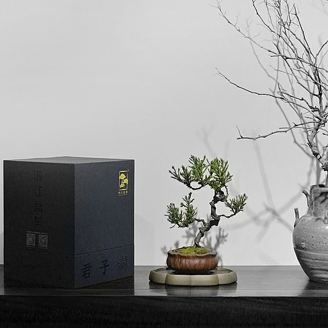 台湾真柏价格表,台湾真柏完整视频