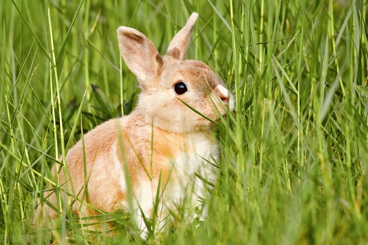 兔子受伤了怎么处理伤口,用什么办法处理兔子的伤口