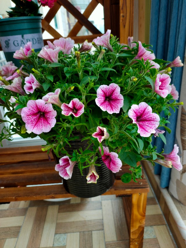 自制花架省钱又漂亮,自制花架全部教程