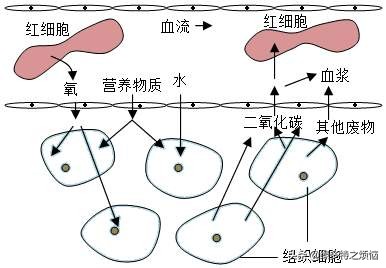胆囊炎相当于中医的哪个病,胆囊炎的诱因及病理过程