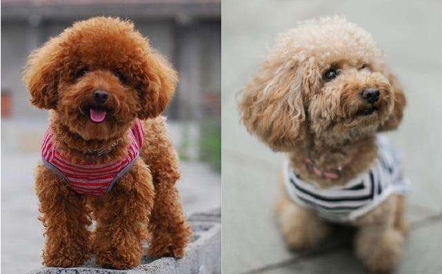 如何饲养泰迪,如何饲养泰迪犬