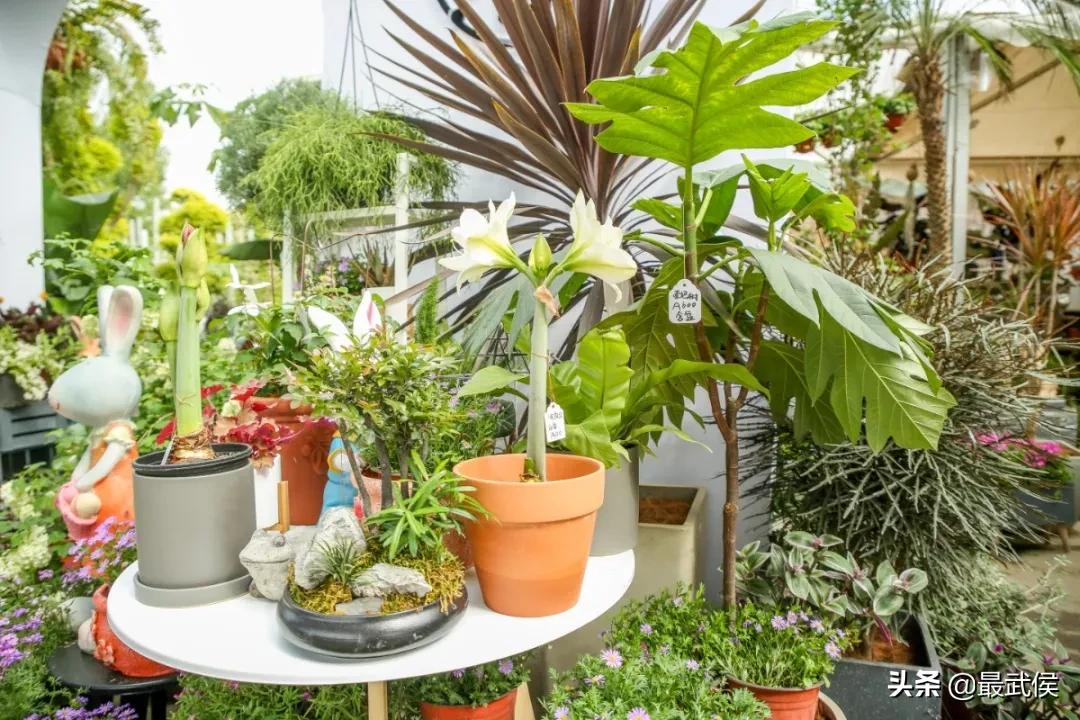 超便宜！成都铁轨下的花市5元买回一个春天！