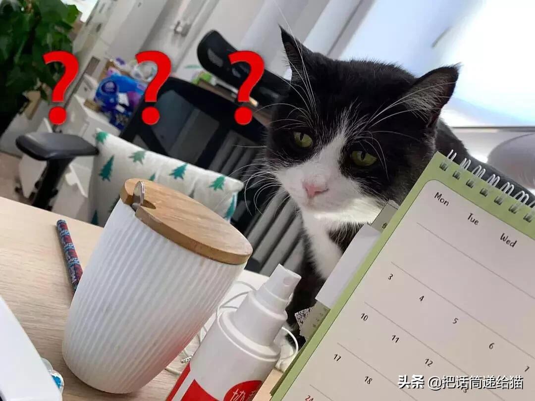 猫故事全集,猫故事小说