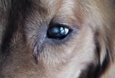 养金毛犬要注意什么,饲养金毛犬有哪些注意事项