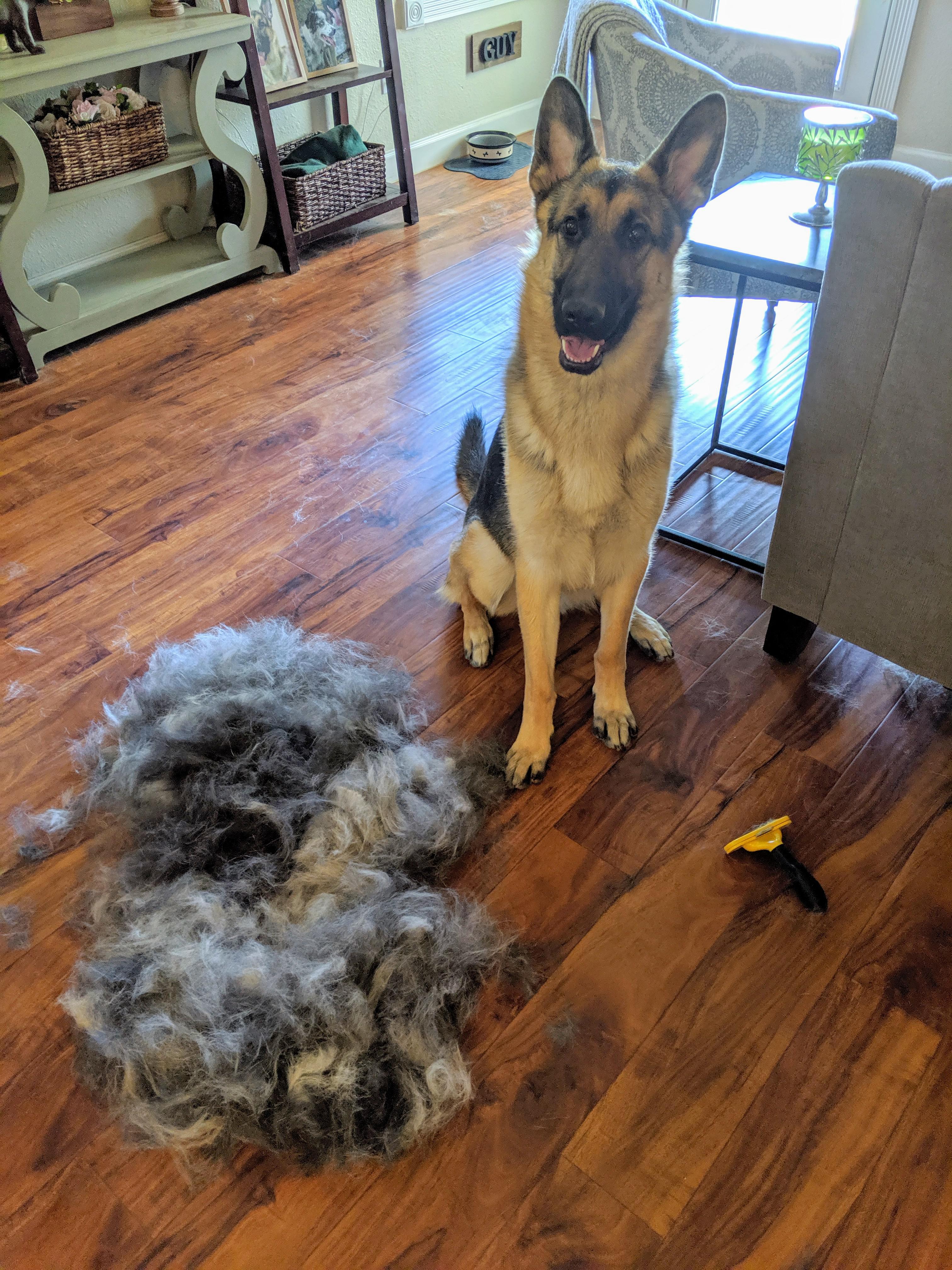 泰迪太护主,德牧犬和泰迪哪个好养