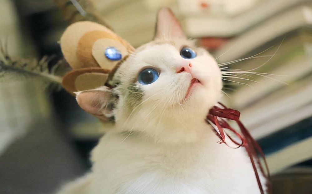 养猫经验猫吃什么发腮,养猫要几岁