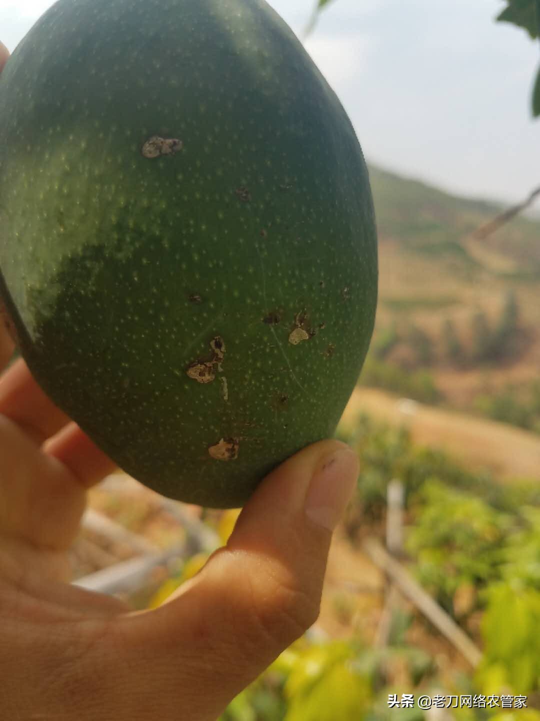 芒果炭疽病用什么杀菌剂效果好,芒果树叶炭疽病的症状及表现