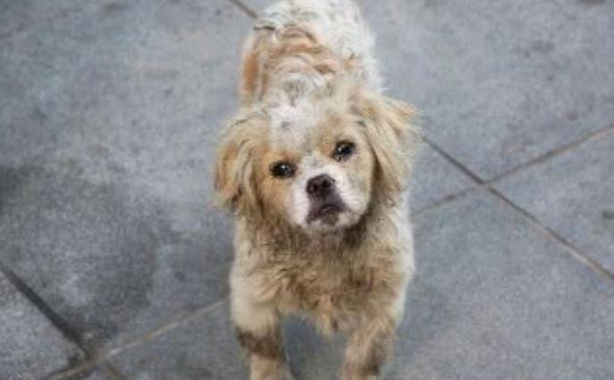 狗贩子给狗灌水,狗狗气管插管全过程