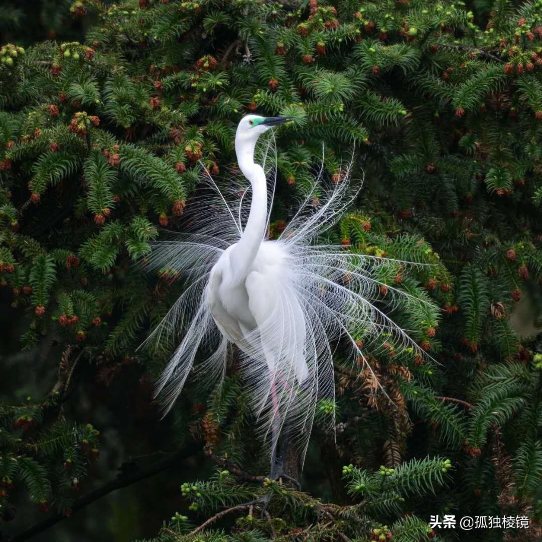 白鹭拍摄测光曝光技巧,白鹭的拍照技术