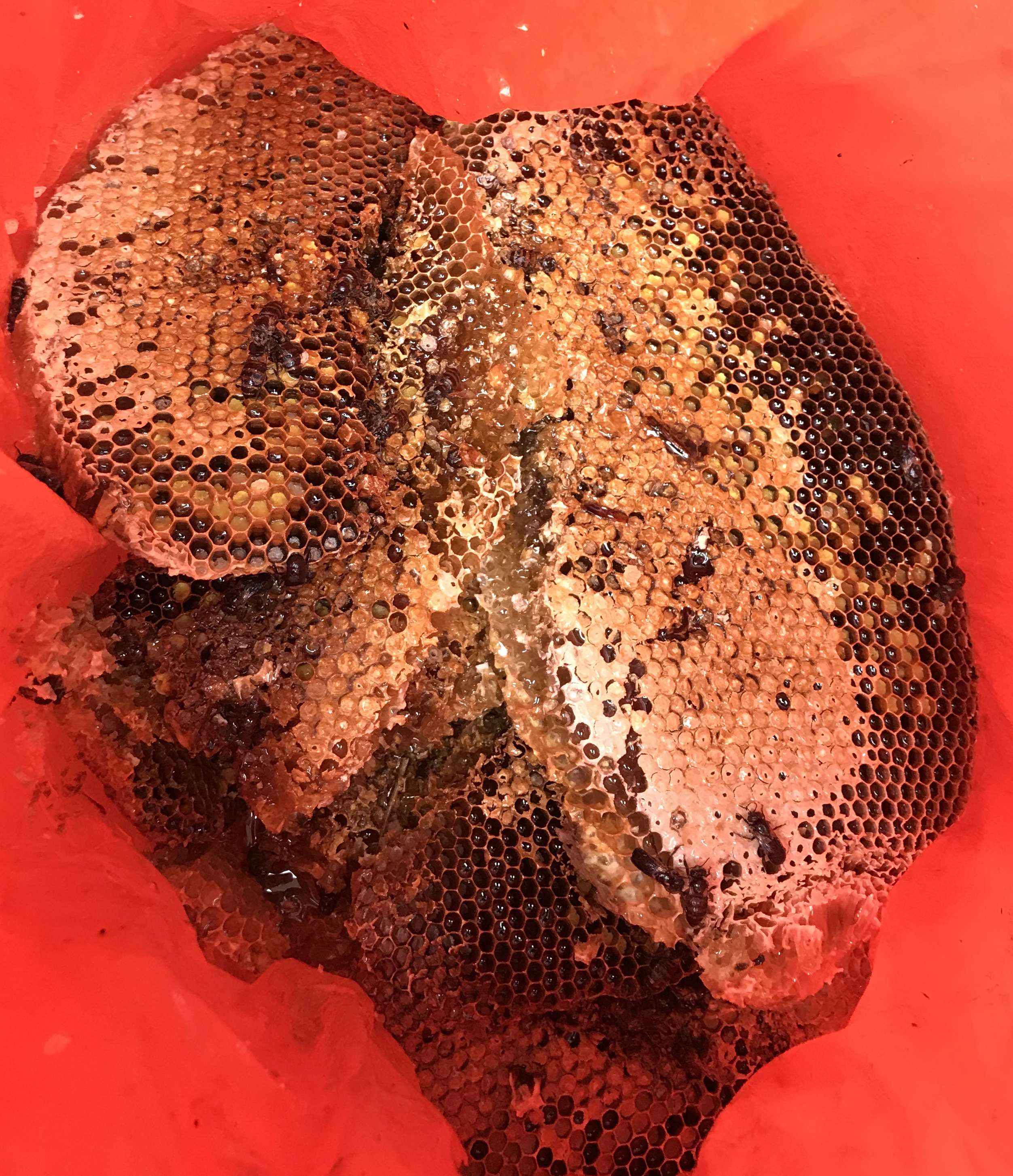 真正的野生石蜂蜜,野生蜂蜜采摘现场视频