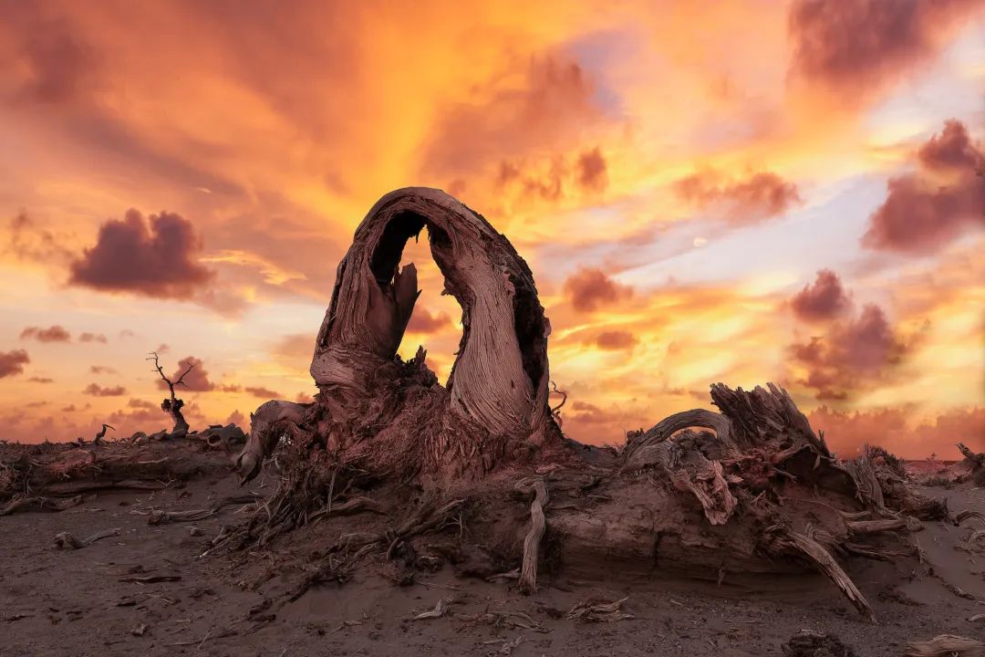 额济纳旗住宿一般多少钱,国庆额济纳旗胡杨林攻略