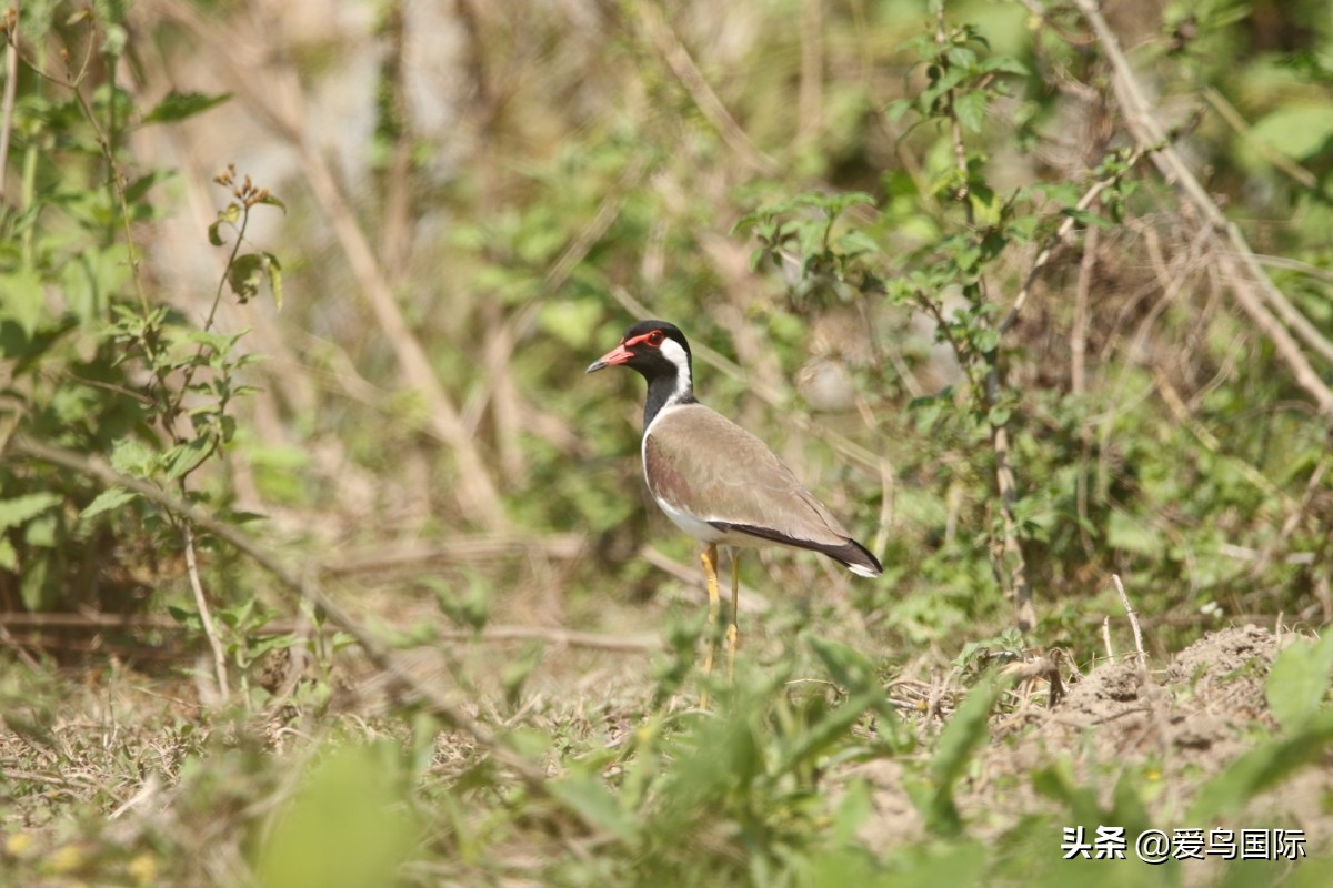鐖遍笩绉戞櫘楦熺被鎽勫奖,鐖遍笩鎶ら笩绉戞櫘