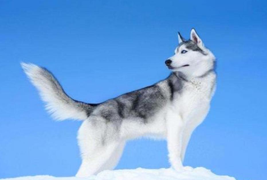 哈士奇掉毛严重吃什么维生素,哈士奇尾尖掉毛