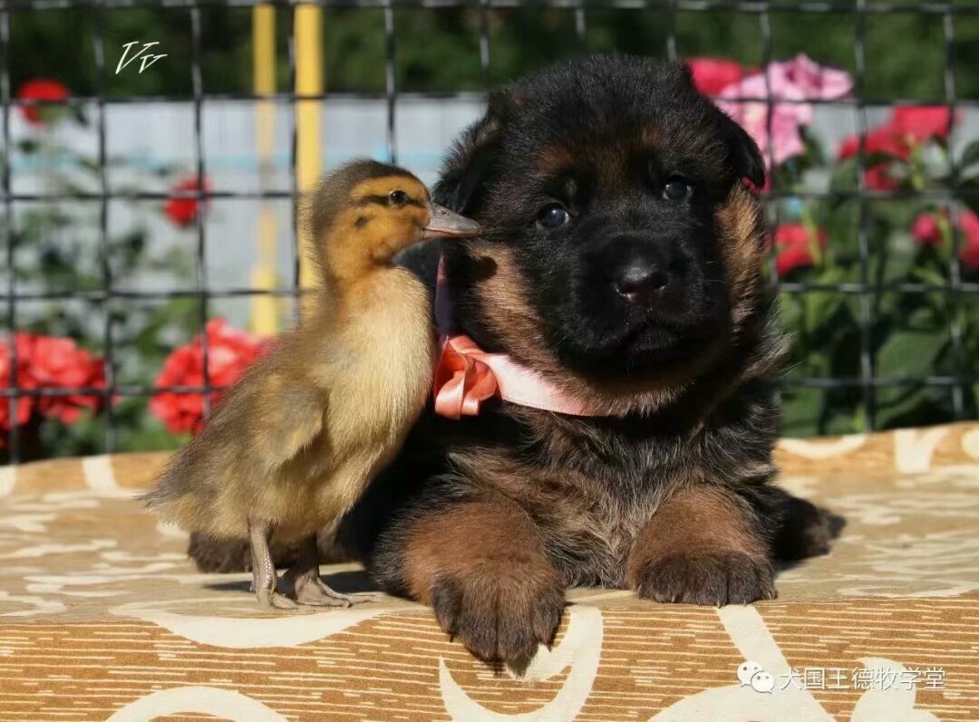 德国牧羊犬图片霸气大全集,德国牧羊犬图片精品