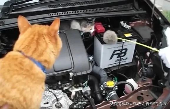 猫在车底不出来怎么办,车底进猫