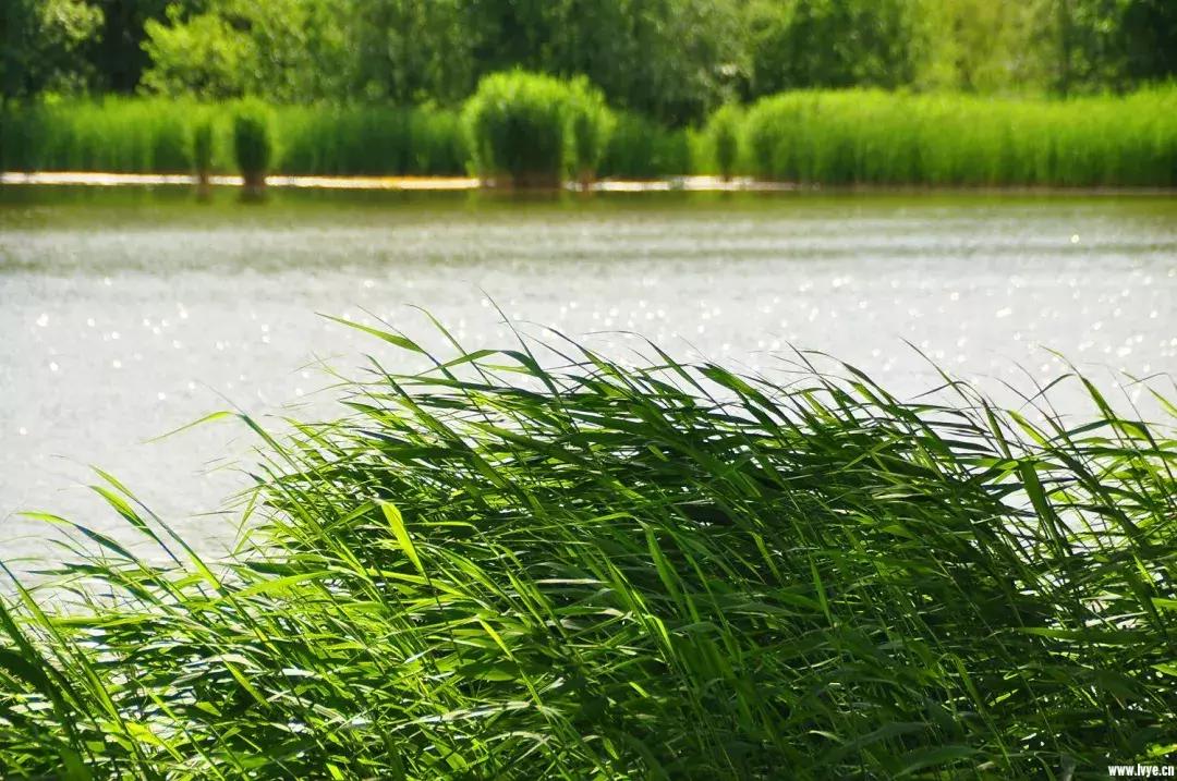 北京小众湿地公园免费,北京周边湿地公园