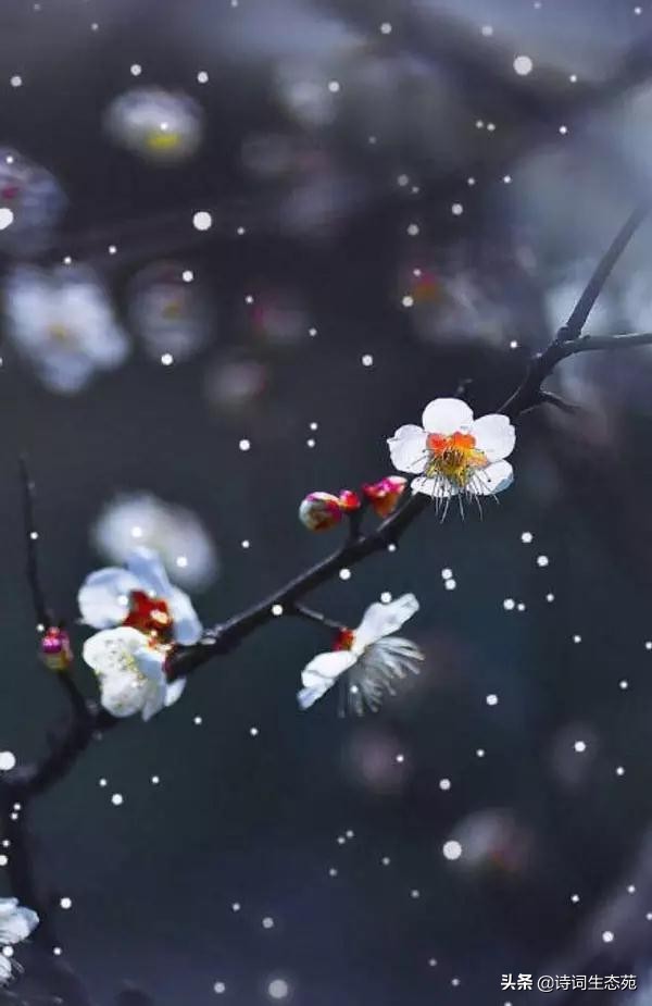 关于梅花我们应有怎样的人生追求,关于梅花我们想到了什么