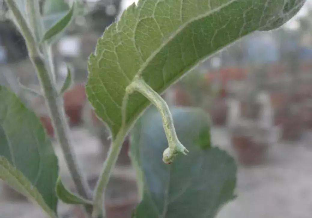 苹果虫害最佳防治方法,苹果各种虫害最佳防治时间