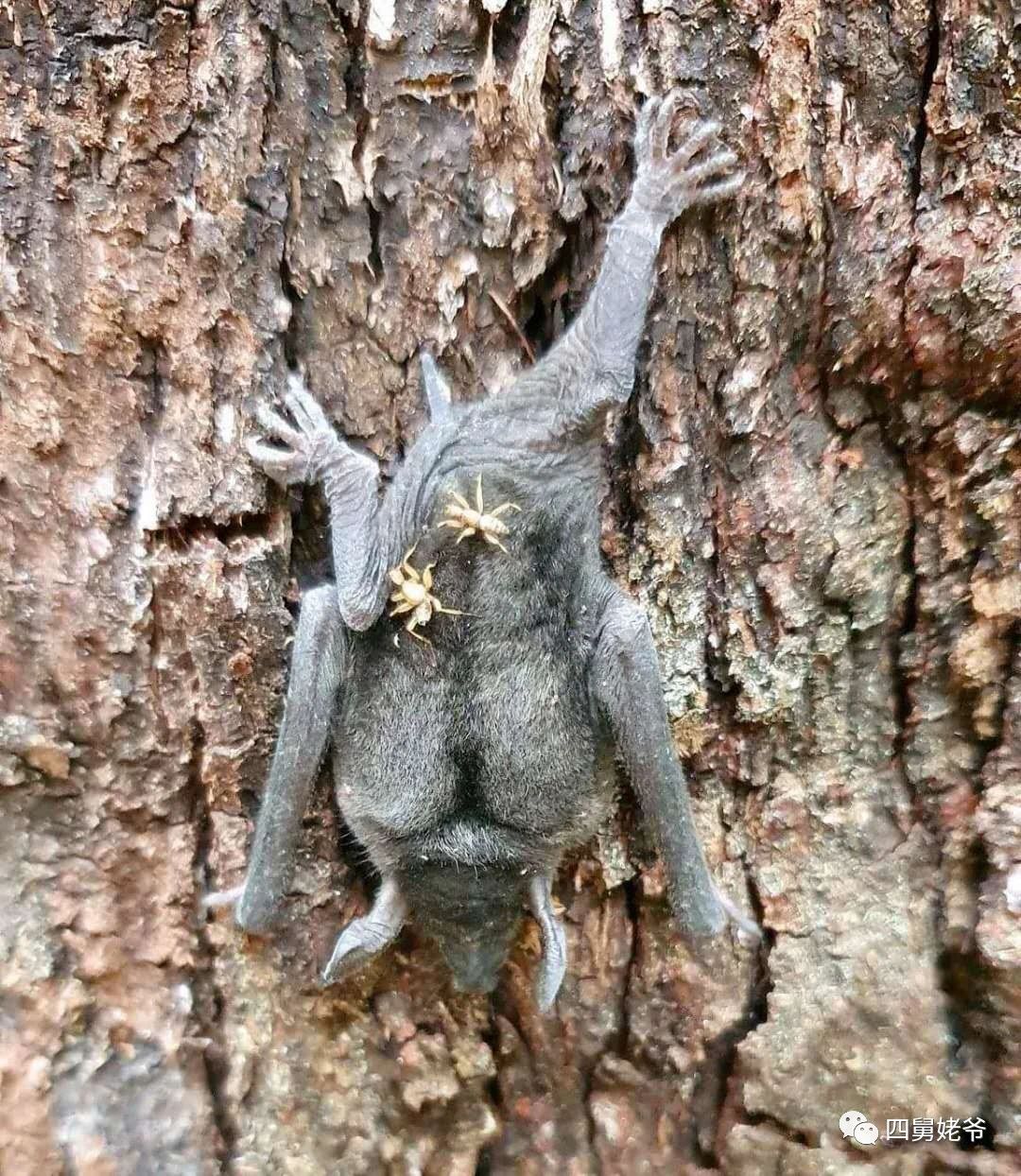 蛛蝇NycteribiaStylidiopsis