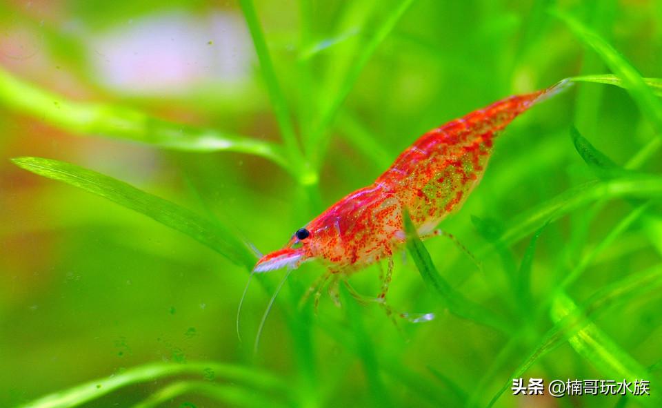 最常见的观赏虾以及饲养知识,观赏虾的饲养与繁殖方法