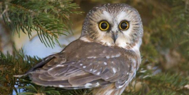 农村常见的动物抓了判刑,农村常见的10种野生动物