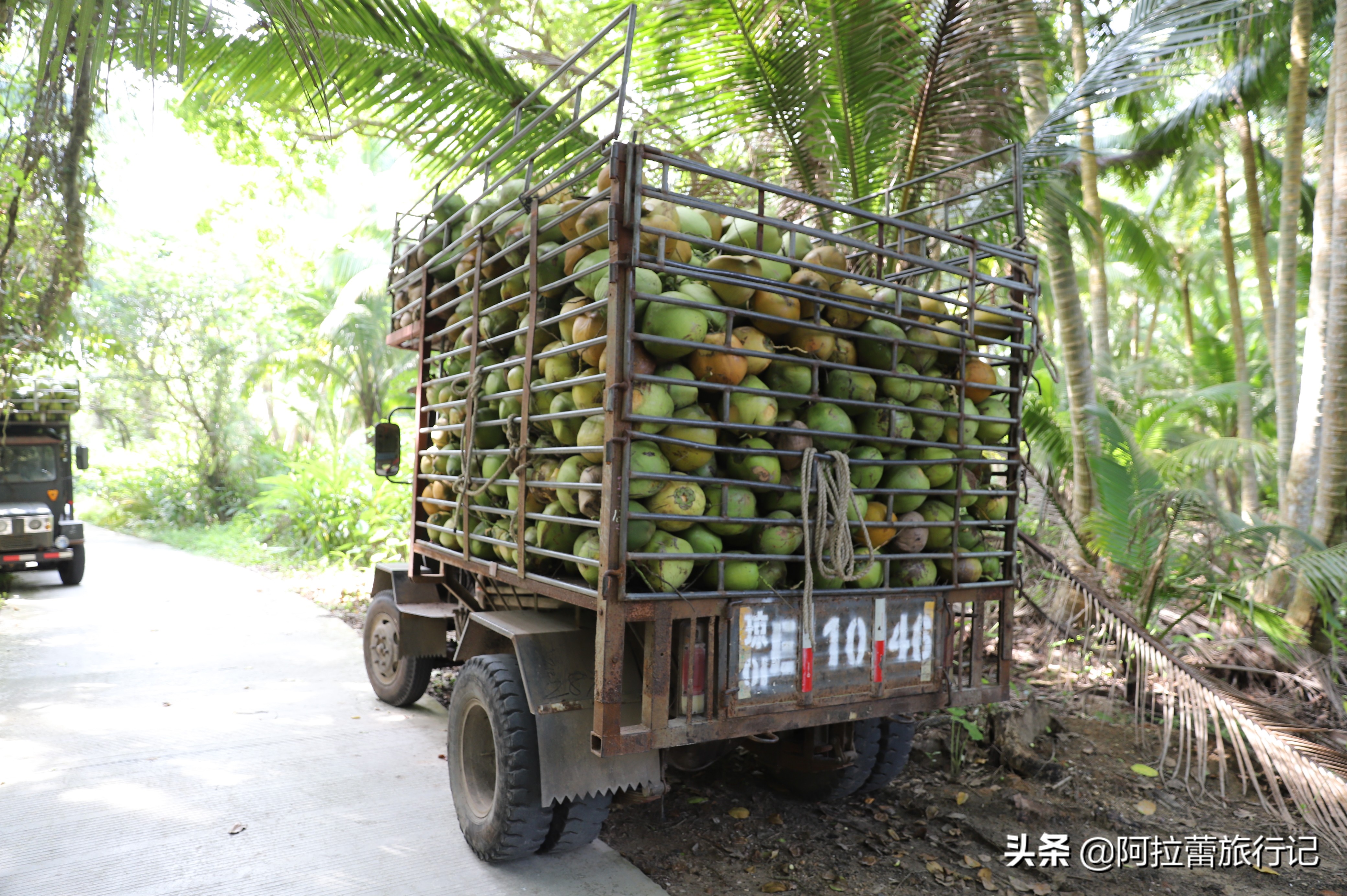 文昌的东郊椰林一大堆椰子,东郊椰林的椰子真的便宜吗