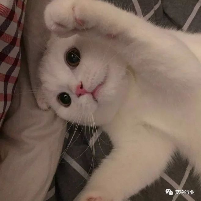 猫头部神经疾病,猫脑神经受损的原因