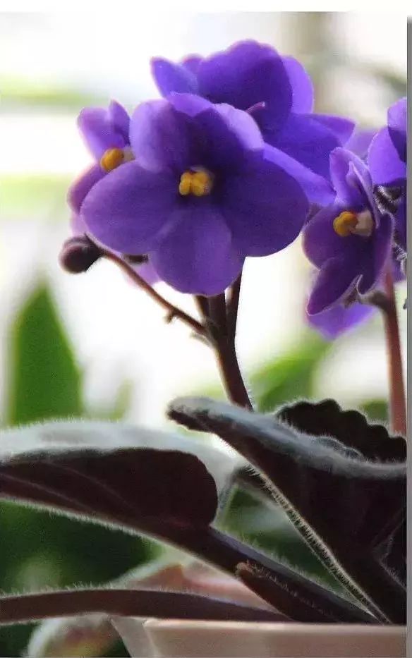 赏花时间表,赏花季节及图片