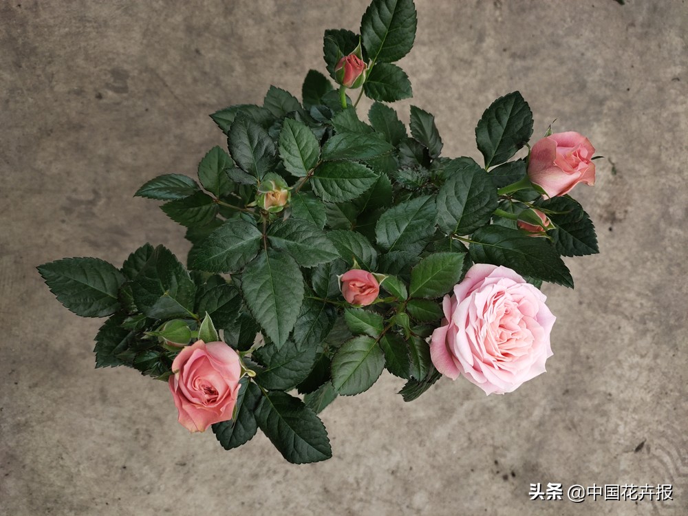 花的名字好听又有内涵,什么花名字好听又好看