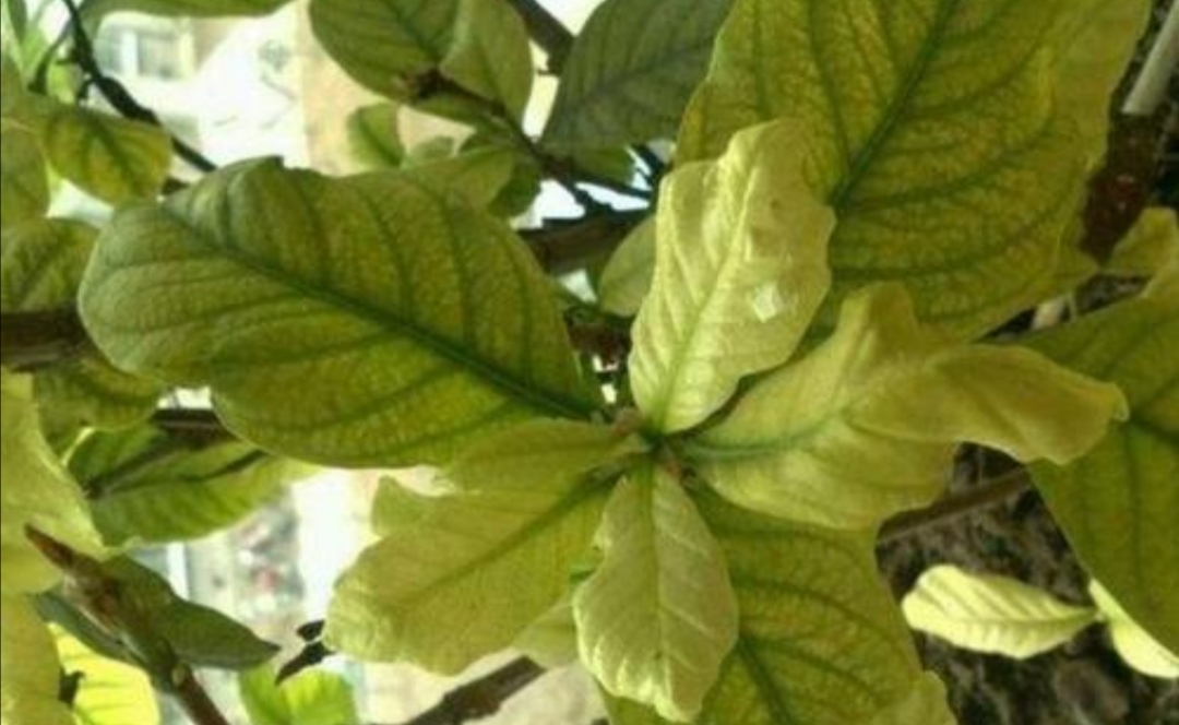 栀子花黄叶有什么管用的方法解决,栀子花黄叶怎么养护