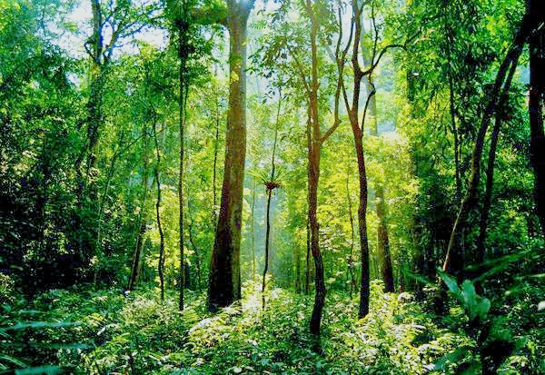 西双版纳热带雨林就是原始森林吗,西双版纳离城区近的原始沟谷雨林