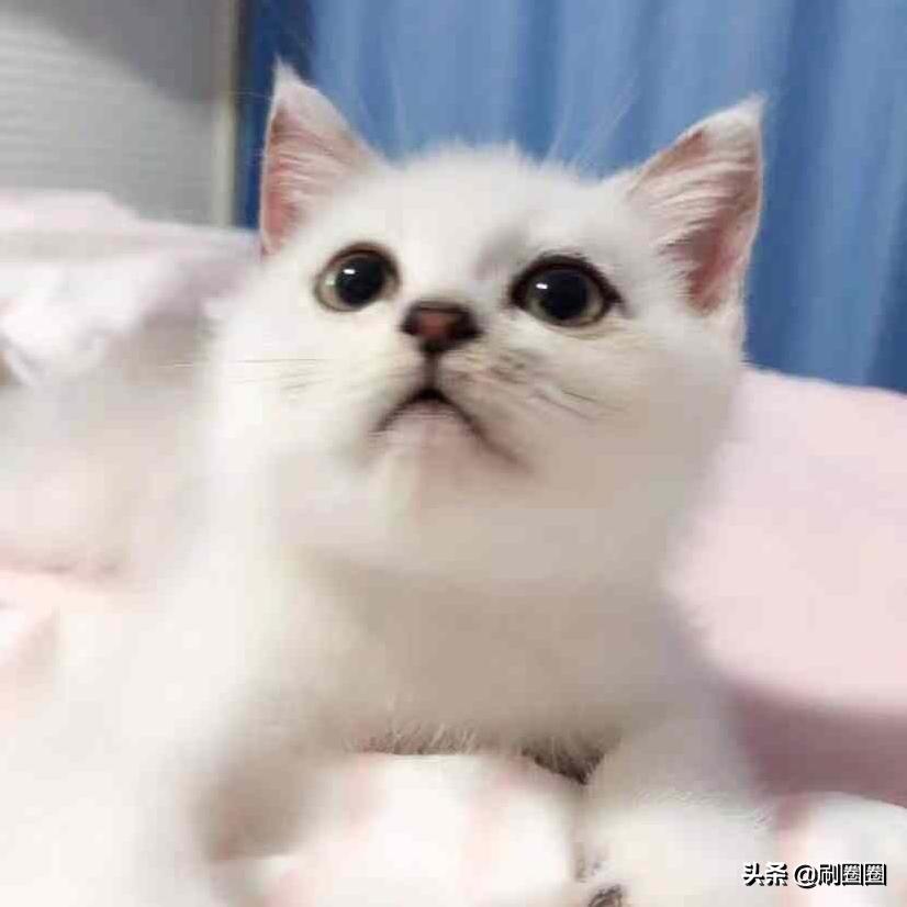 第五单元说明文作文500字五年级,五年级第五单元说明文作文范文