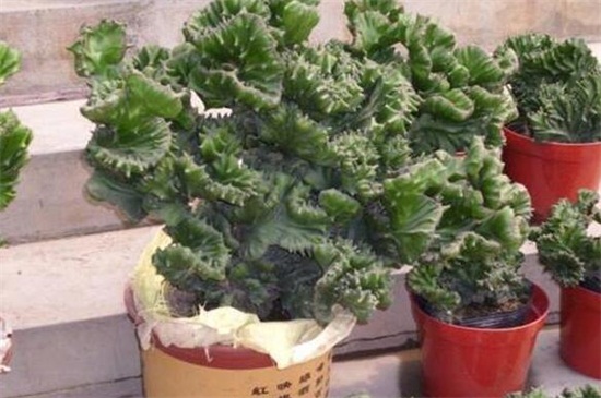 养玉麒麟的正确方法,玉麒麟四季常青