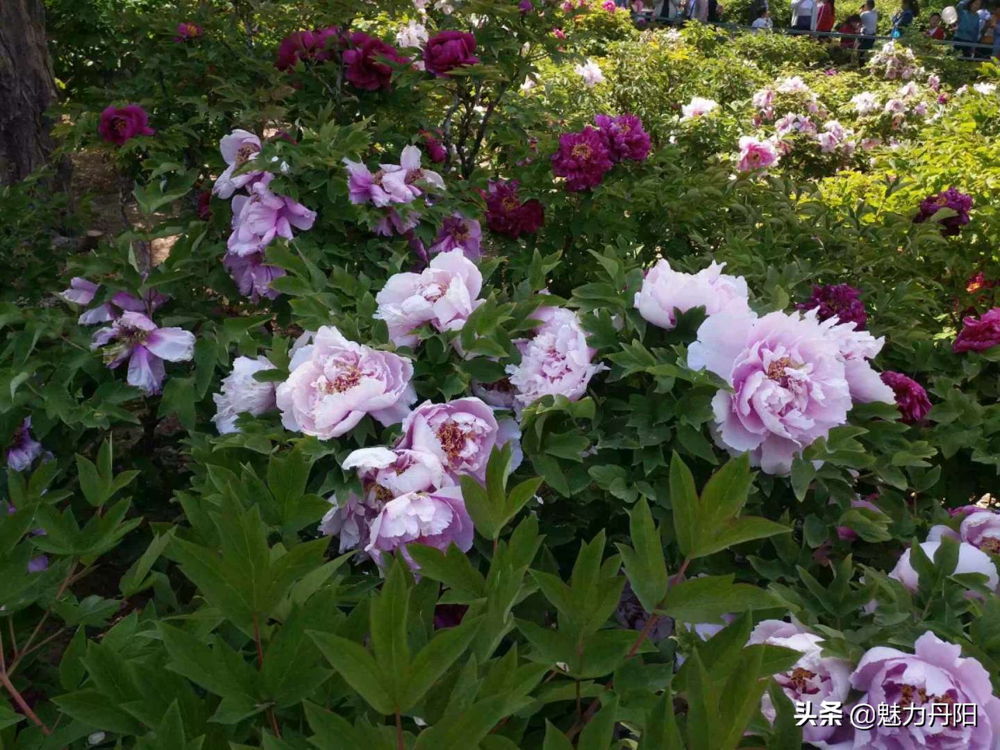 牡丹的一生简单历程文字描述,牡丹的历史和发展