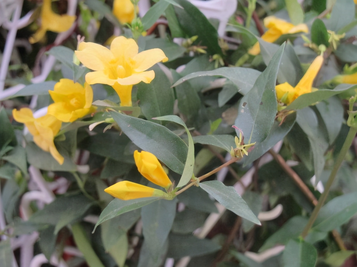 毒性极强的花,网红花的危害