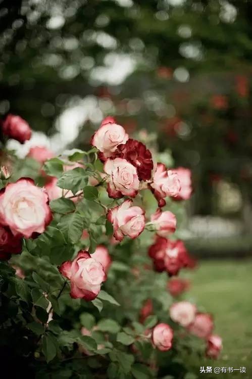 无边的失落与孤独海子诗歌,海子的诗孤独不可言说