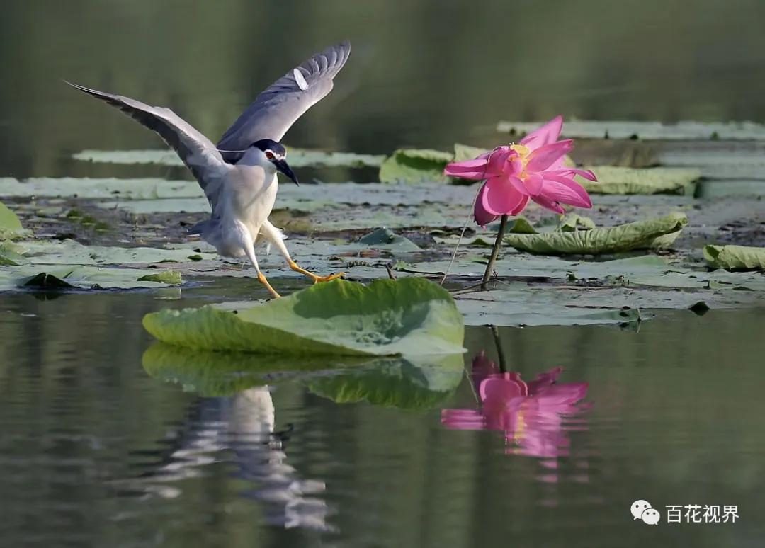邯郸市女性摄影家,邯郸市女子摄影协会