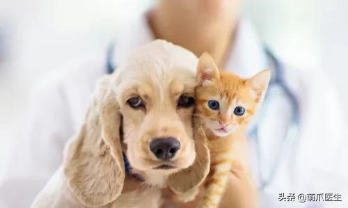 猫咪软便和拉稀的区别是什么,猫咪软便拉稀是如何处理